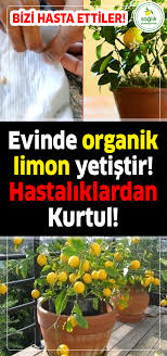 Limon ağacı evde saksıda yetişebileceği için saksı gerektiği kadar büyük olmalıdır. Adim Adim Evde Limon Agaci Nasil Yetistirilir Puf Noktalari Organik Bahcecilik Fikirleri Organik Bahcecilik Sifali Bitki Bahcesi