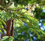 Image result for Myrica chimanimaniana