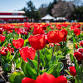 Tennessee Tulip Festival