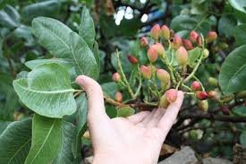 Image result for Anacardiaceae