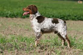 Box 34 benson mn 56215 phone: Brittany Spaniel Dog Breed Facts Highlights Buying Advice Pets4homes