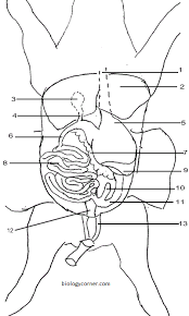 The stomach of the pig is not divided into chambers. Fetal Pig Dissection And Lab Guide