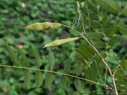 Image result for Millettia dura