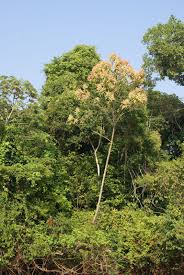 Image result for Triplaris americana