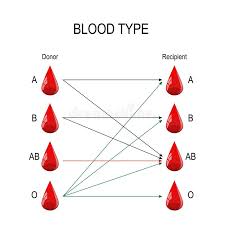 Blood Donation Chart Recipient And Donor Stock Vector