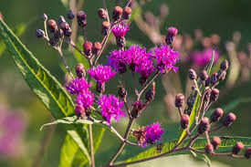 Image result for Vernonia galamensis