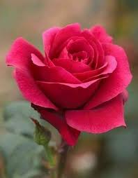 Pin By Vera Cervenakova On Roses Beautiful Roses Yellow Rose Bouquet Rose Flower