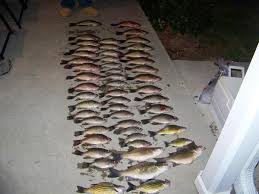 Night Fishing With Floating Light In Henderson