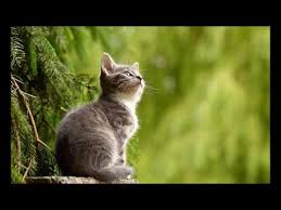 Ruyada Kedi Isirmasi Youtube