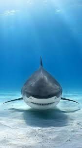 Pin By Yildiran Yildirim On Animals Shark Pictures Shark Photos Ocean Creatures