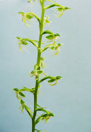 Image result for Habenaria malacophylla