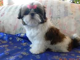 Finding a reputable shih tzu breeder could be difficult. Special K Shih Tzu Puppies For Sale