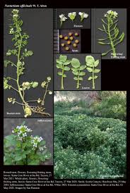 Image result for Nasturtium officinale