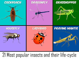 4) a bee's wings beat 190 times a second, that's 11,400 times a minute. Insects Life Cycle Free For Android Apk Download