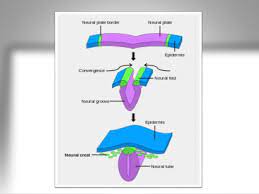 Vertebrae by differentiating into cartilage and bone. Somite Differentiation And Neural Crest