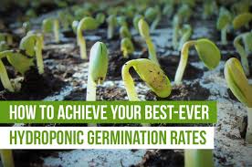 Begin fertilizing the seedlings once true leaves sprout: How To Achieve Your Best Ever Hydroponic Germination Rates Upstart University