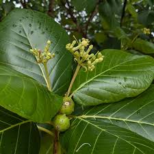 Image result for Guettarda