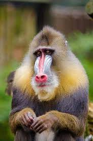  7 Ide Learning Mandrill Kurikulum Binatang Cantik