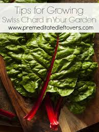 Tips For Growing Swiss Chard In Your Garden Growing Swiss Chard Growing Vegetables Swiss Chard Plant