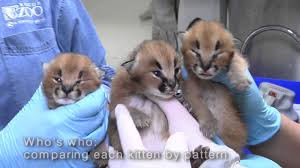 Why buy a kitten for sale if you can adopt and save a life? Caracal Zooborns