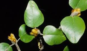 Image result for Androstachys