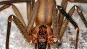 La araña violinista suele verse dentro de las viviendas. Picadura De Arana En Elda La Arana Violinista Un Peligro Anda Suelto
