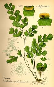 Image result for Adiantum capillus-veneris