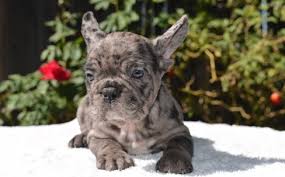 Kitten foodle forever puppies fox terrier (smooth) fox terrier mix foxhound french bulldog french bulldog mix frenchton german shepherd german shepherd mix german shepherd/husky german all puppies. Merle French Bulldog Puppies For Sale Los Angeles For Sale Los Angeles Pets Dogs