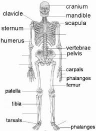 Human muscles and bones name. Skeletal System Human Body Systems Anatomy Bones Skeletal System