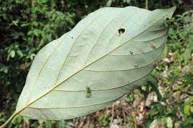 Image result for Actinodaphne