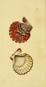 Ostrea Fallium By George Shaw Pinturas Conchas De Mar Dibujos