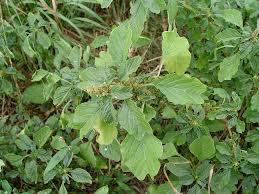 Image result for Amaranthus blitum