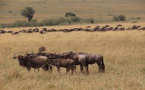 Afrika Da Safari Turu Nasil Yapilir 10 Oneri Birhayalinpesinde