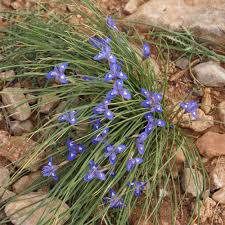 Image result for Moraea niassensis