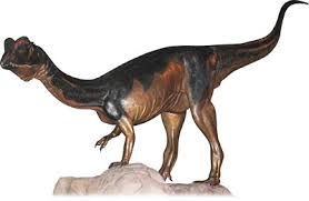 Image result for Dinophora