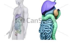12 photos of the abdominal anatomy male. Male Scan Abdominal Organs Anatomy In White Loop Canstock