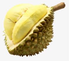 Explore more searches like durian montong. Durian Png Free Hd Durian Transparent Image Pngkit
