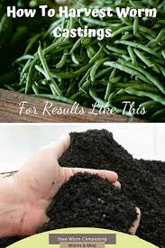 How To Harvest Worm Castings Iowa Worm Composting Worm Composting Gardening Tips Organic Gardening Tips