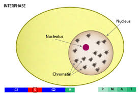 #scholastic@books_for_kids #scholasticphonicstales@books_for_kids #обучениечтению@books_for_kids #phonics@books_for_kids pdf. Mitosis Project By Ivy Blair