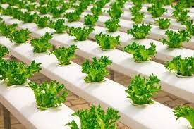 Corey Morehouse Blog Your Super Powered Wp Engine Blog Growing Food Indoors Hydroponic Farming Hydroponics Diy