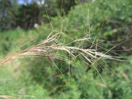 Image result for Aristida adscensionis