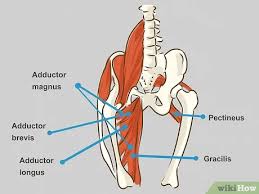 Groin muscles diagram anatomy of groin area photos muscles of the groin diagram human. How To Treat A Groin Injury With Pictures Wikihow Fitness