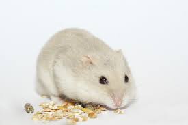 873 x 900 jpeg 91 кб. Hamster Stock Image Image Of Portrait Humorous Dwarf 11973433