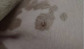 Pigment Changes Of The Skin And Coat In Dogs Petcoach