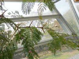 Image result for Acacia cornigera