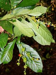 Image result for Psychotria peduncularis