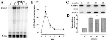 Make a labelled diagram to highlight two differences between striated and cardiac muscles. Immediate Early Mek 1 Dependent Stabilization Of Rat Smooth Muscle Cell Cyclooxygenase 2 Mrna By Gaq Coupled Receptor Signaling Journal Of Biological Chemistry