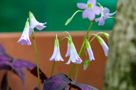 Image result for Oxalidaceae