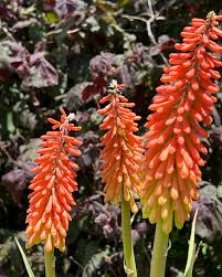 Image result for Kniphofia