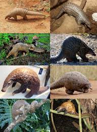 It can curl up into a ball when threatened, with its overlapping scales acting as armor, . Pangolin Wikipedia